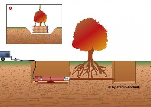 GRUNDORAM para el trasplante de árboles